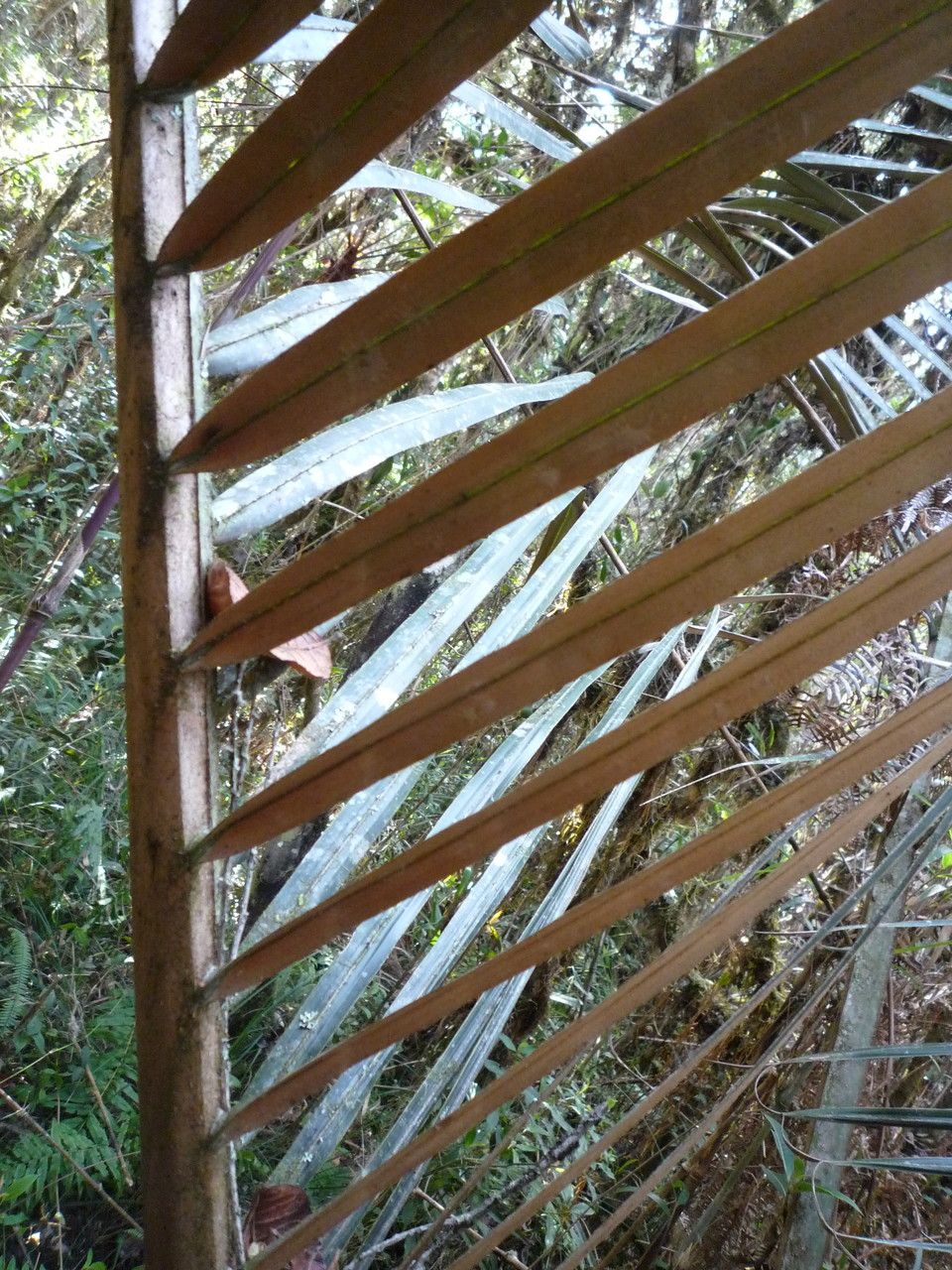 Ceroxylon parvifrons leaf