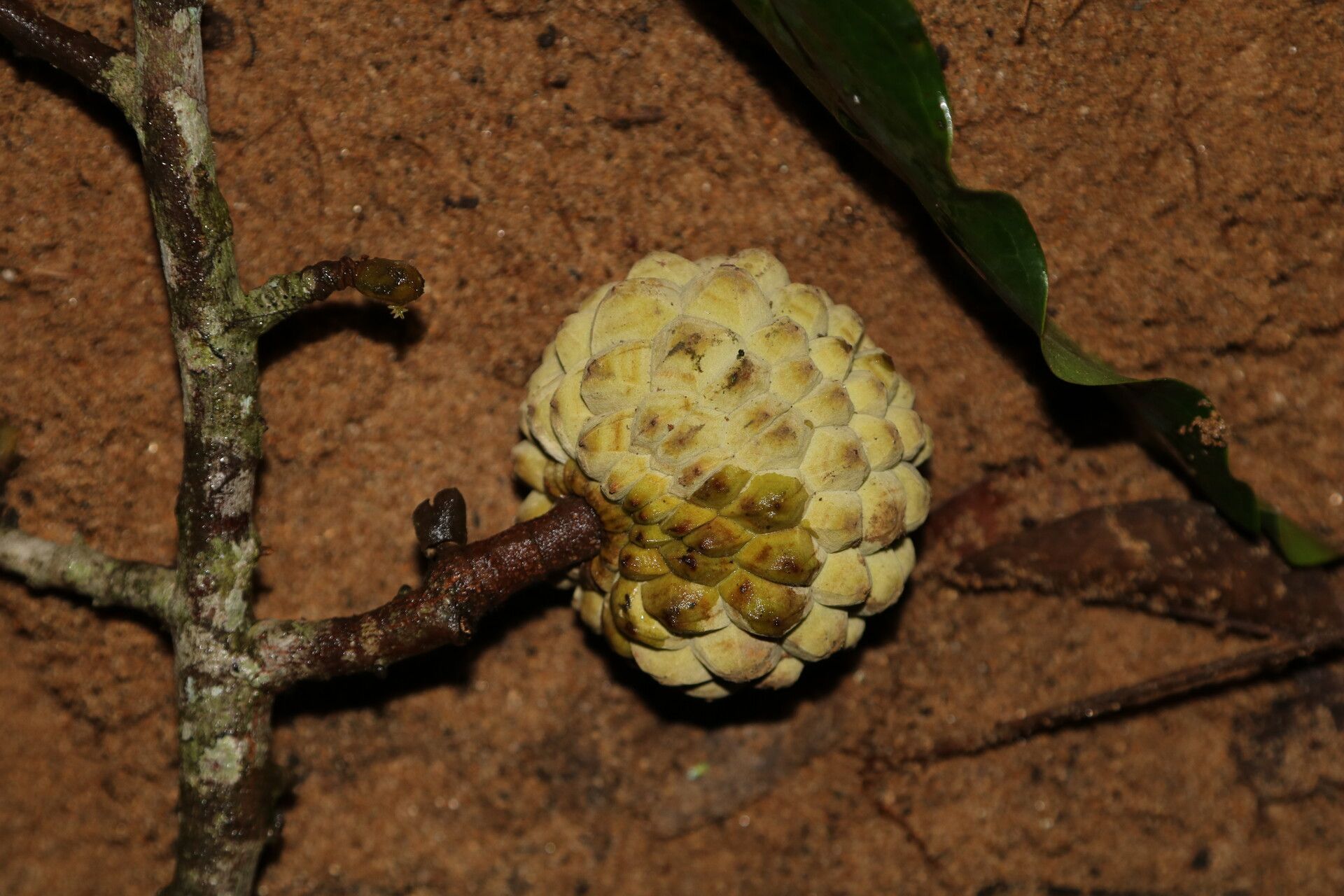 Duguetia staudtii fruit