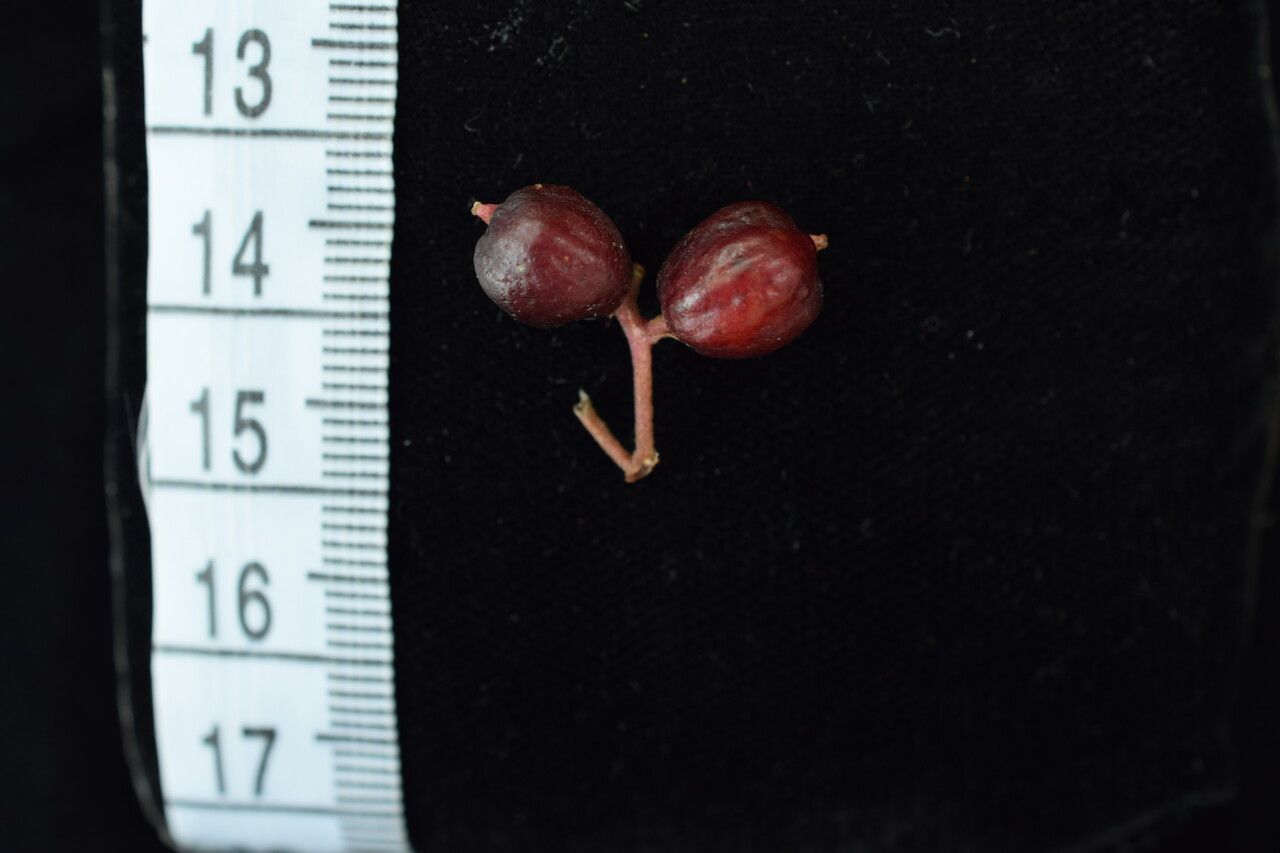 Viburnum nervosum fruit