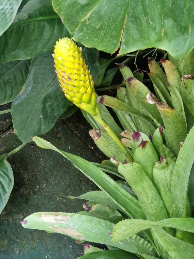 Quesnelia edmundoi habit