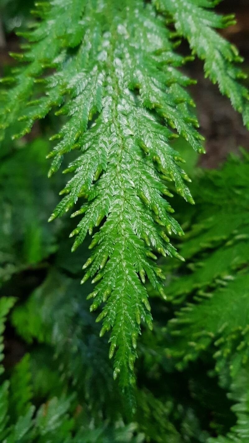 Selaginella geniculata leaf