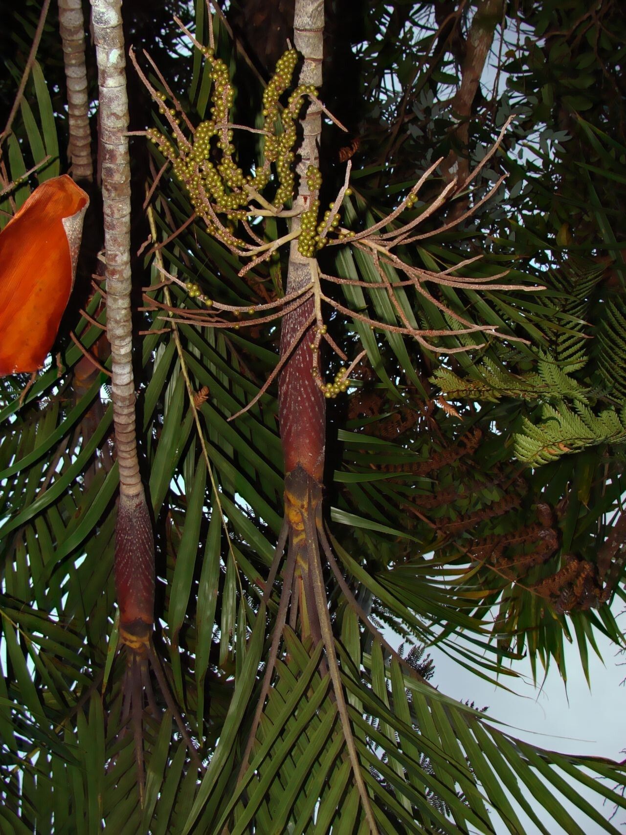 Basselinia glabrata — related species from the same genus