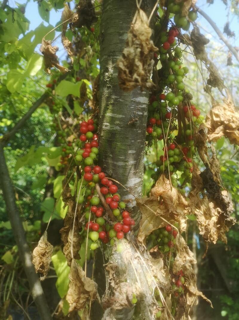 Ficus hurlimannii fruit