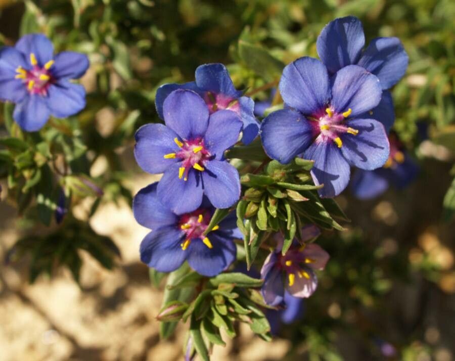 Anagallis monelli flower