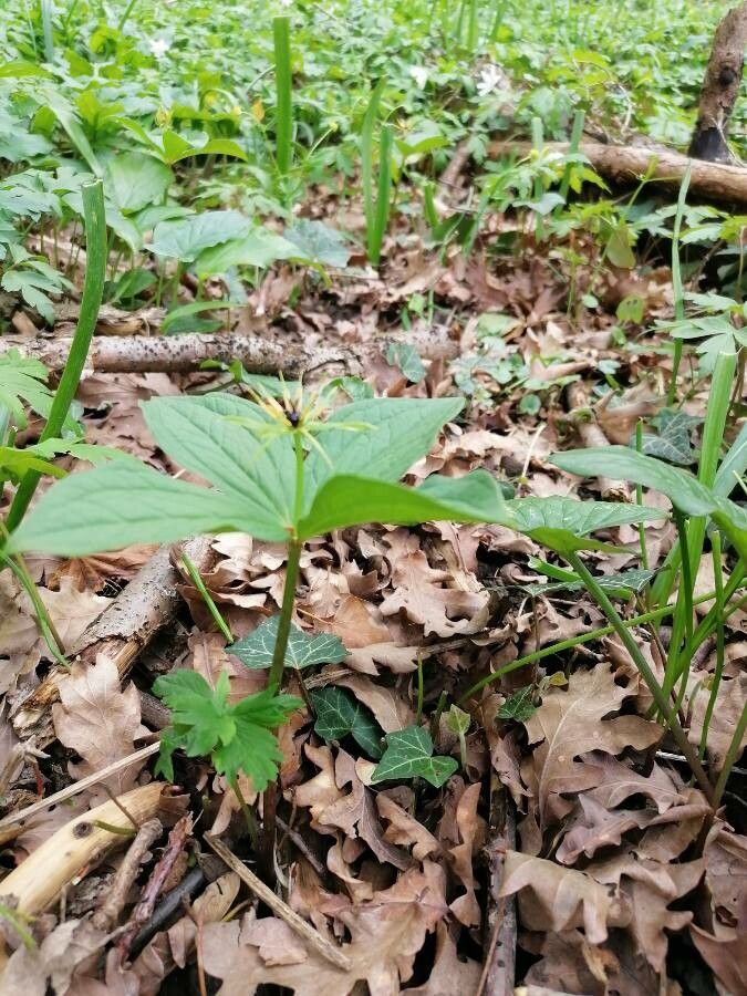 Paris quadrifolia — search result for 'Iceland'
