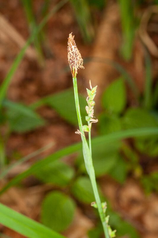 Carex pilosa fruit
