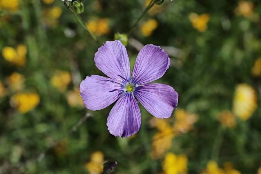 Linum hologynum flower