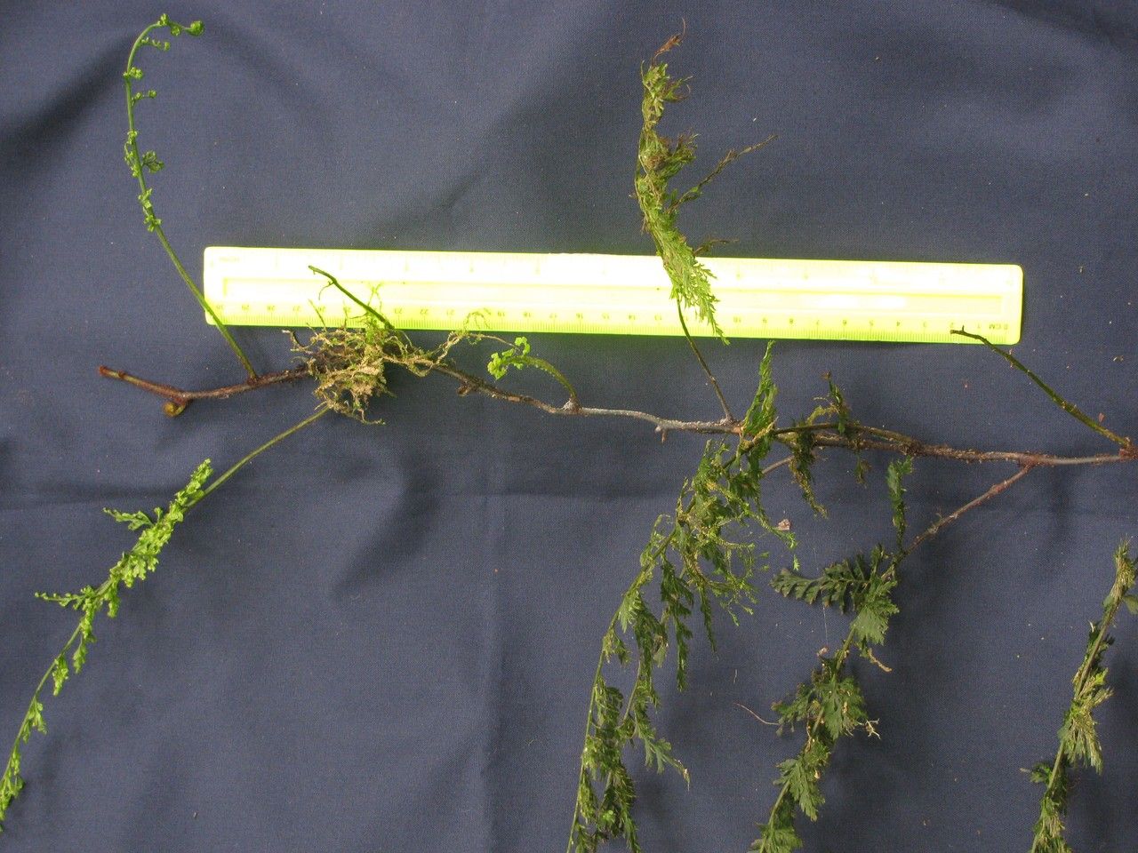 Trichomanes radicans other