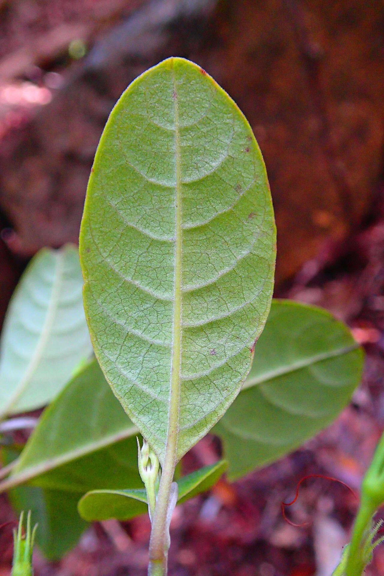 Graptophyllum ophiolithicum — related species from the same genus