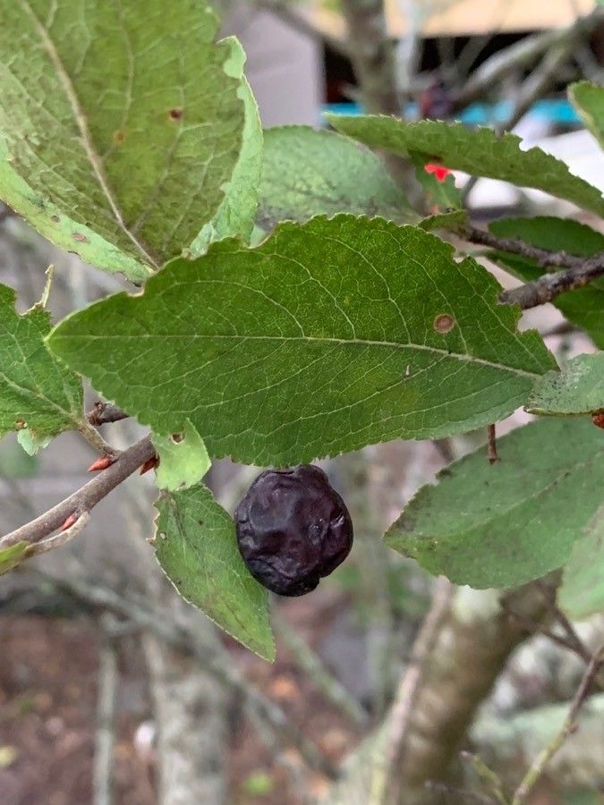 Prunus maritima fruit
