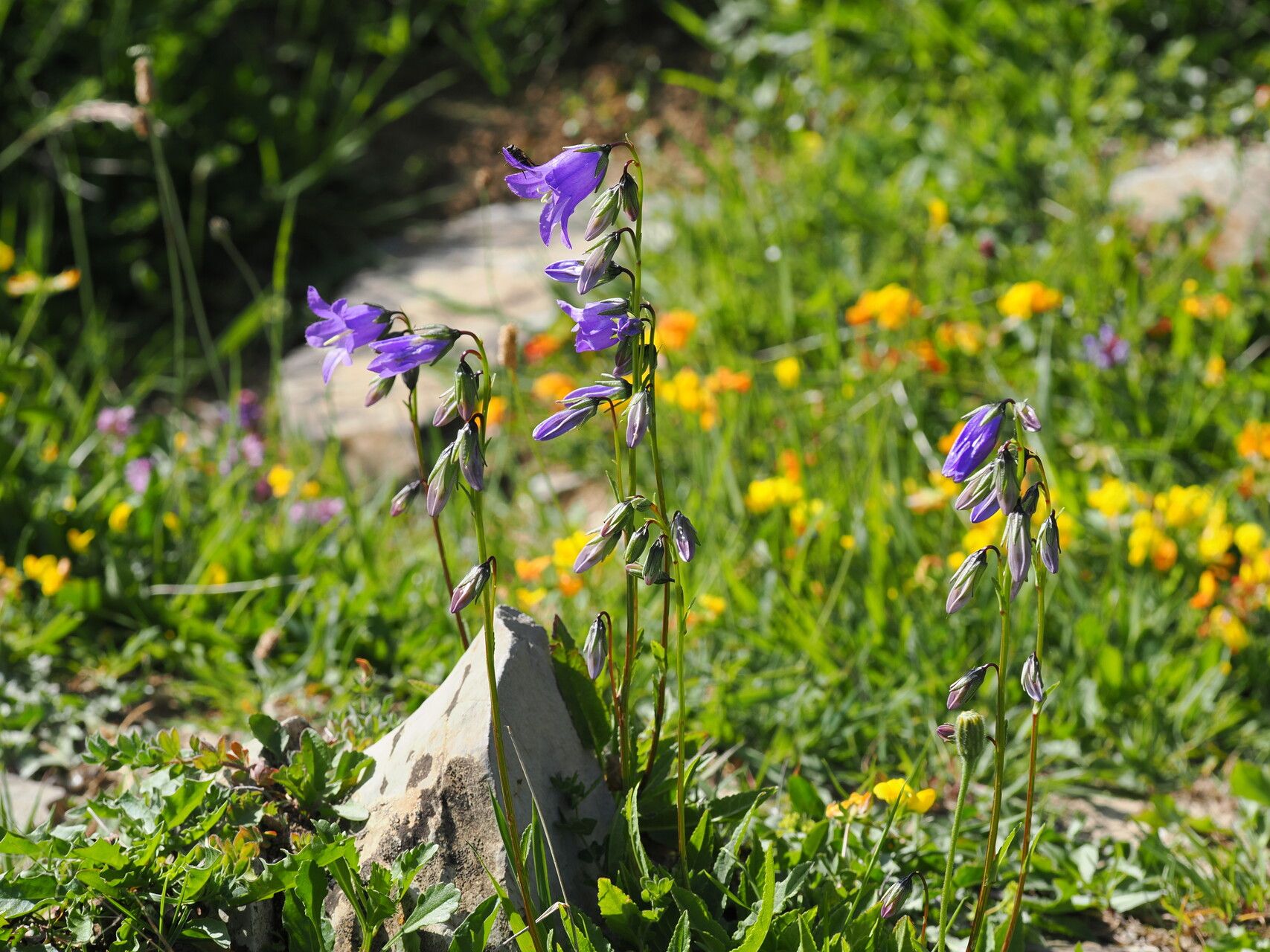Campanula collina habit
