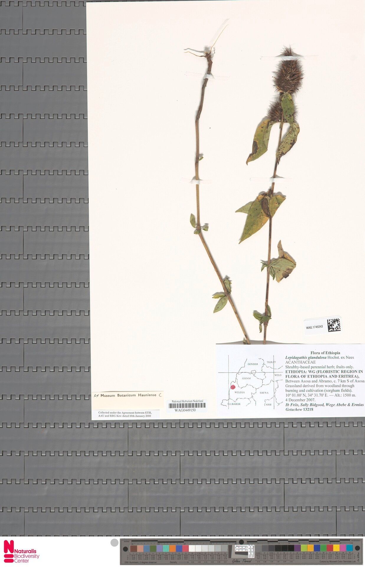 Lepidagathis glandulosa — houseplant care guide