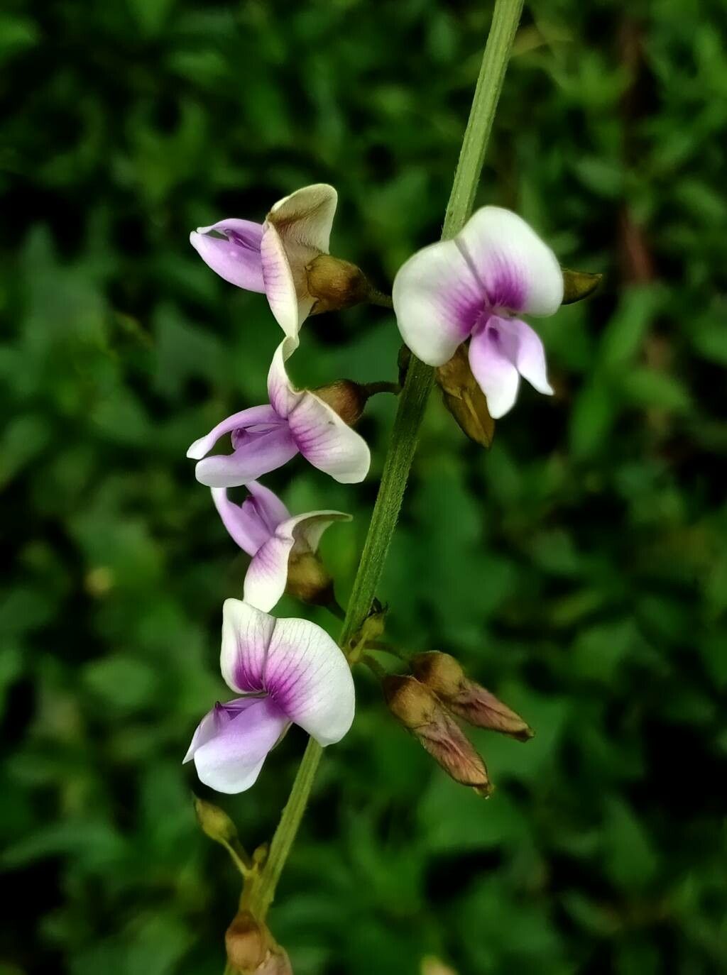 Tephrosia noctiflora flower