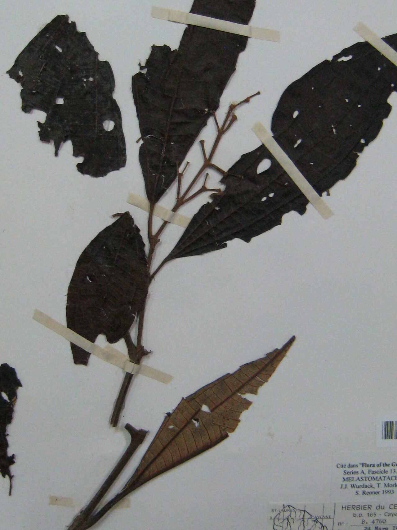 Miconia gratissima other