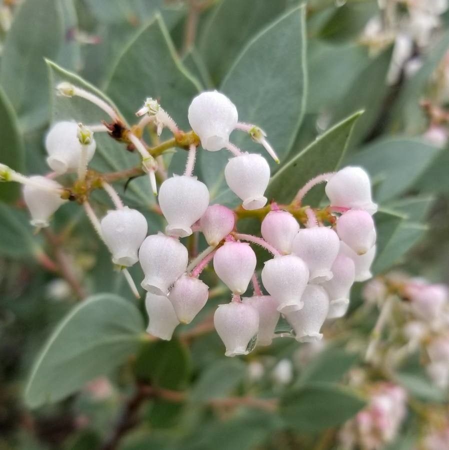Arctostaphylos viscida flower