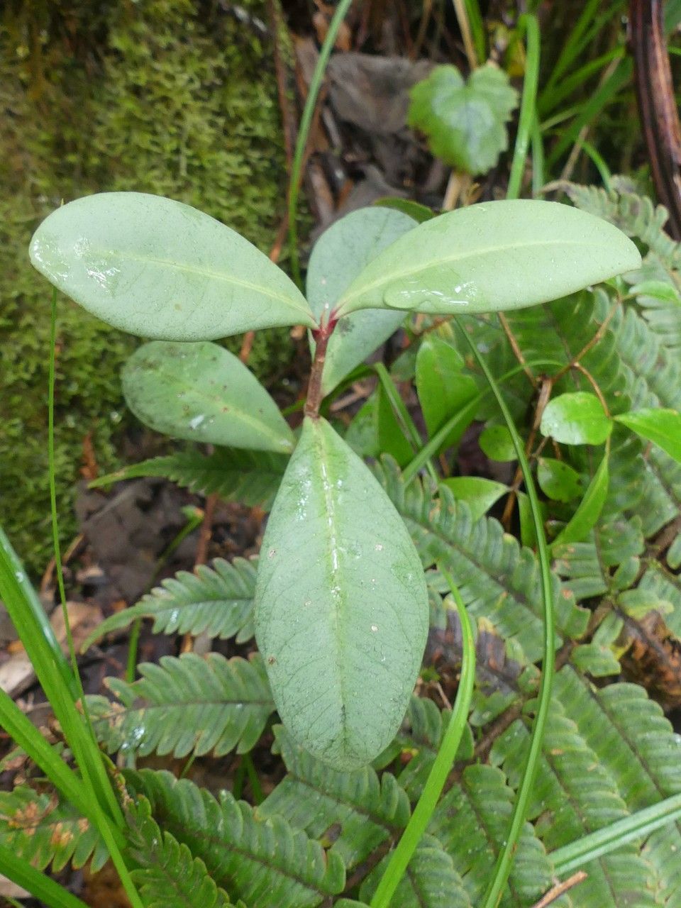 Badula decumbens habit