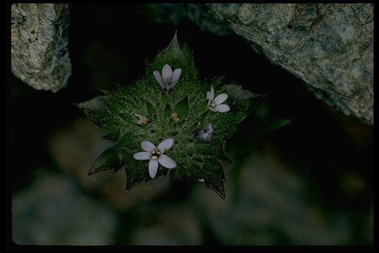 Navarretia rosulata habit