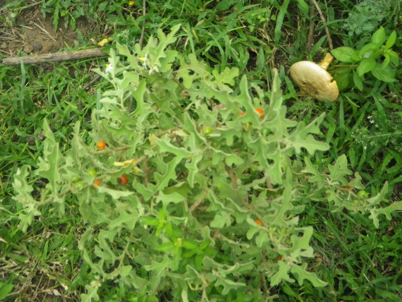 Solanum catombelense habit