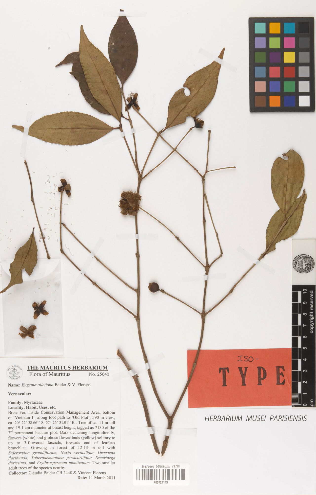 Eugenia alletiana — houseplant care guide