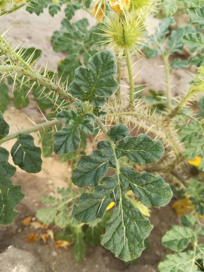 Solanum rostratum leaf