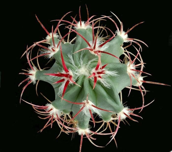 Echinocactus parryi