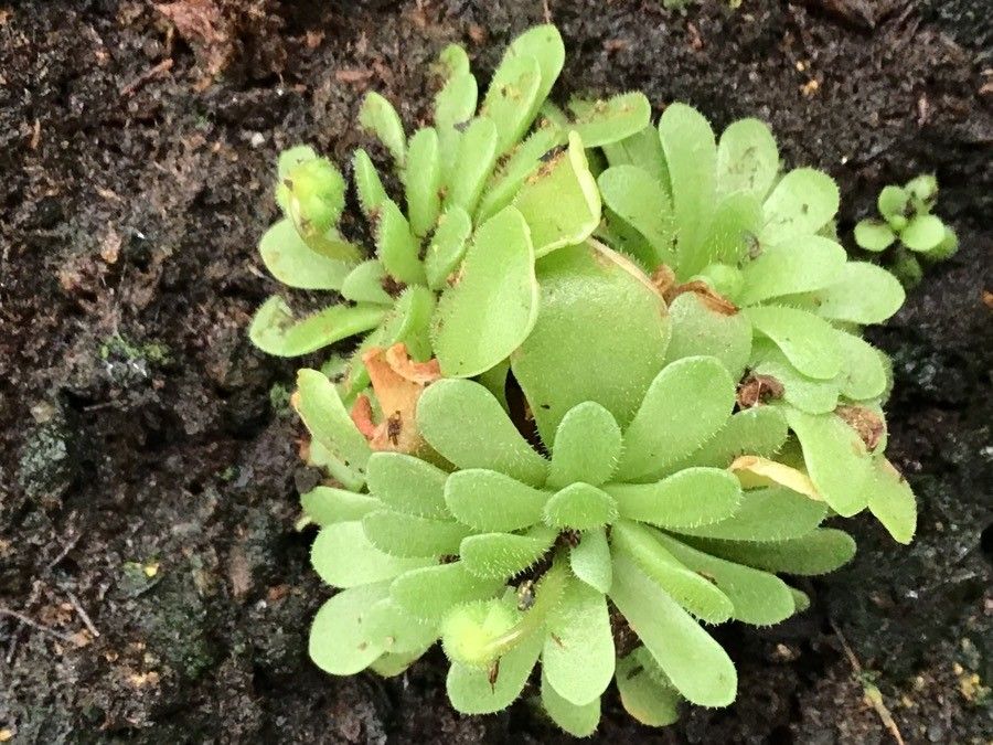 Pinguicula jaumavensis leaf