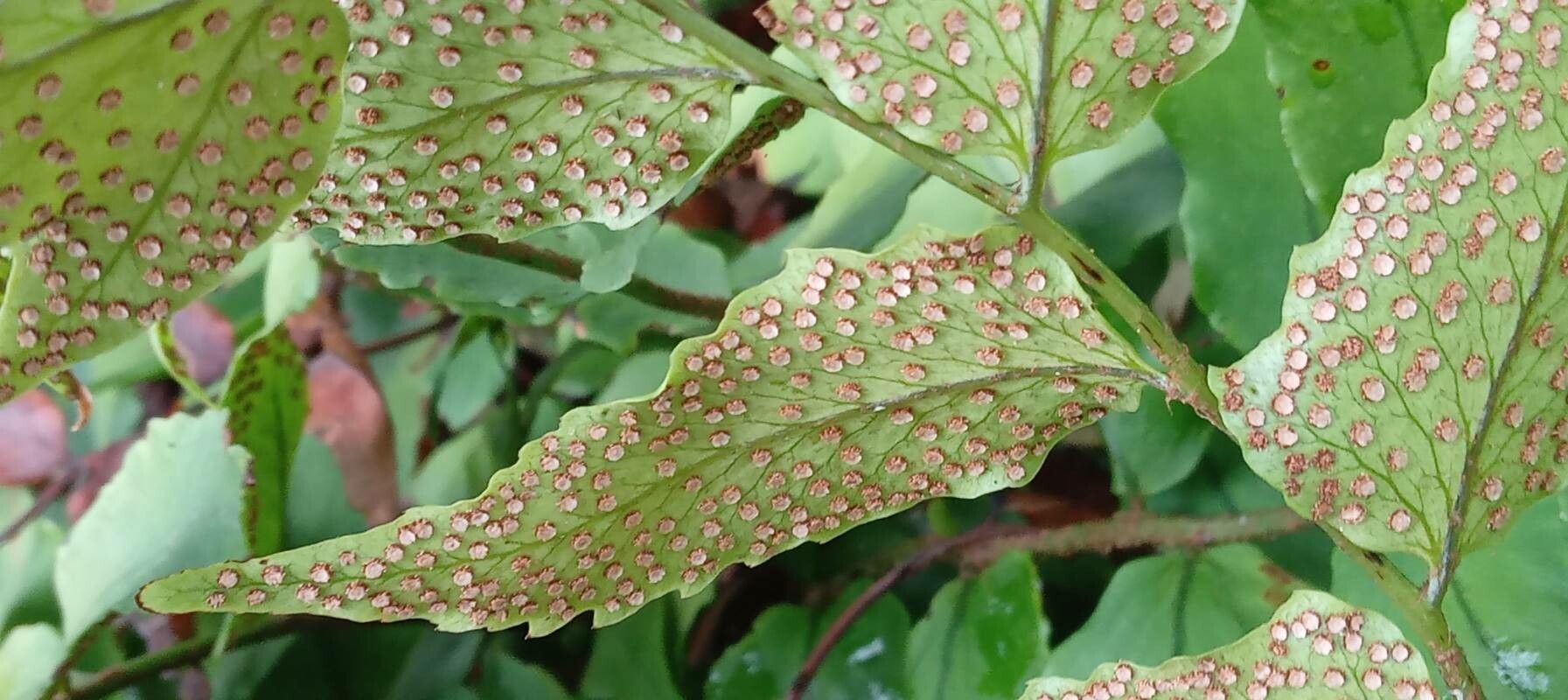Cyrtomium fortunei fruit
