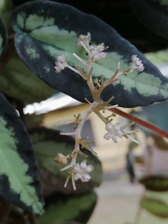 Pellionia repens flower