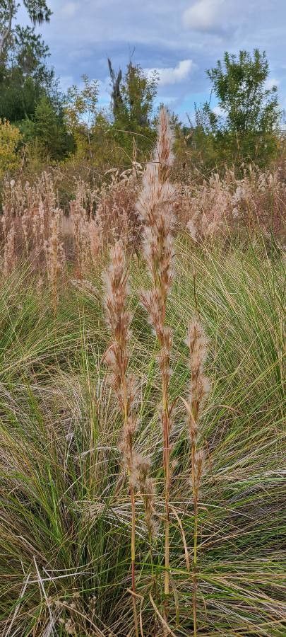 Andropogon bicornis fruit