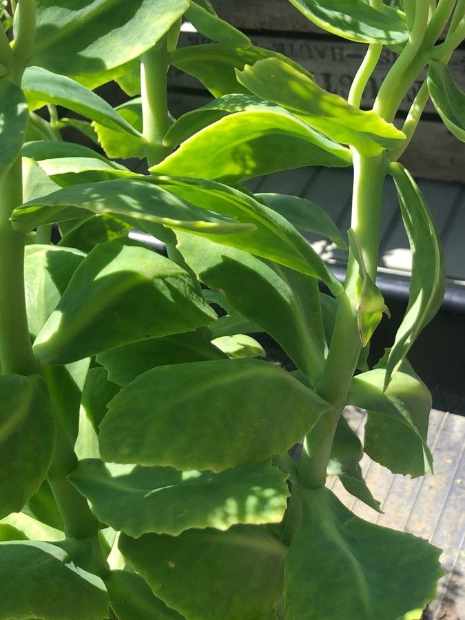 Sedum spectabile — cold hardy houseplant