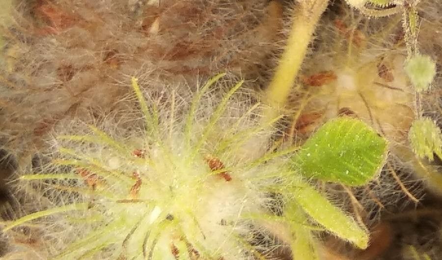 Trifolium cherleri — houseplant care guide