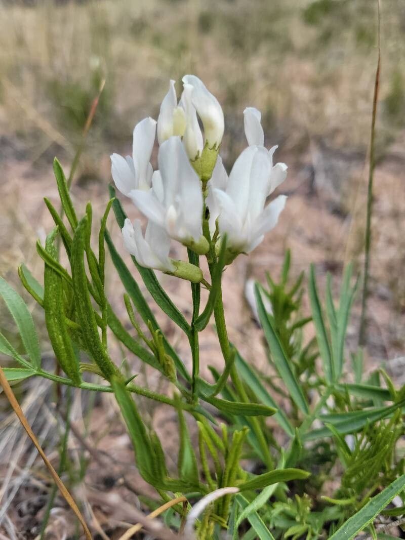Astragalus tenellus flower