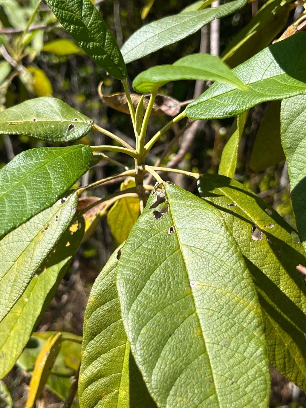 Petitia domingensis habit