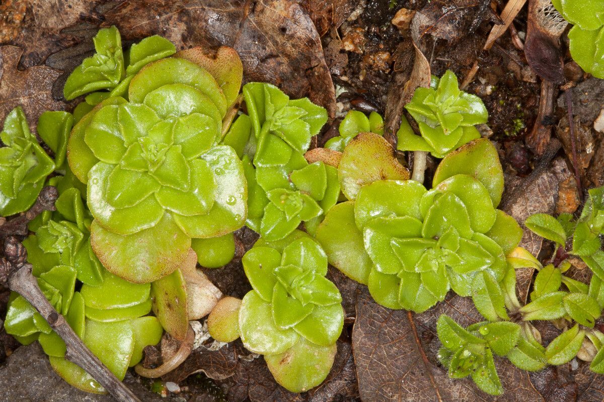 Phedimus stellatus — search result for 'Phedimus'