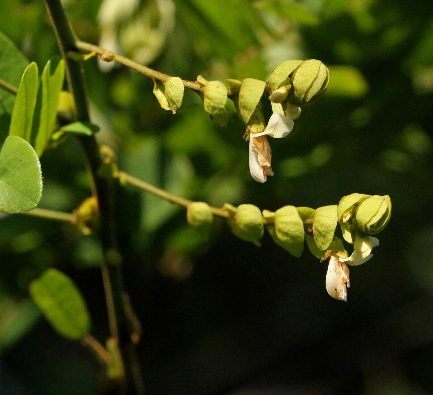 Dalbergia grandibracteata — houseplant care guide