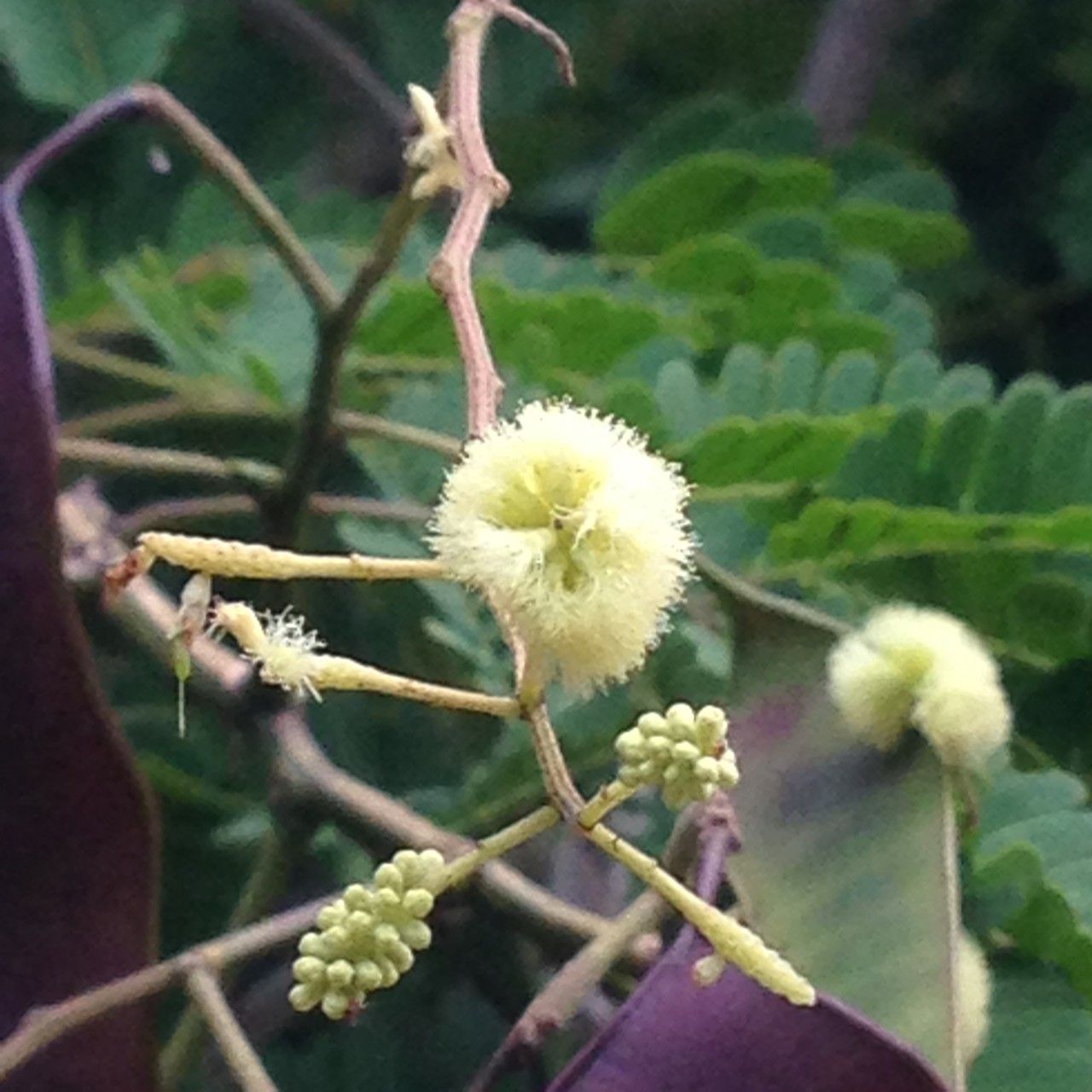Acacia gaumeri flower