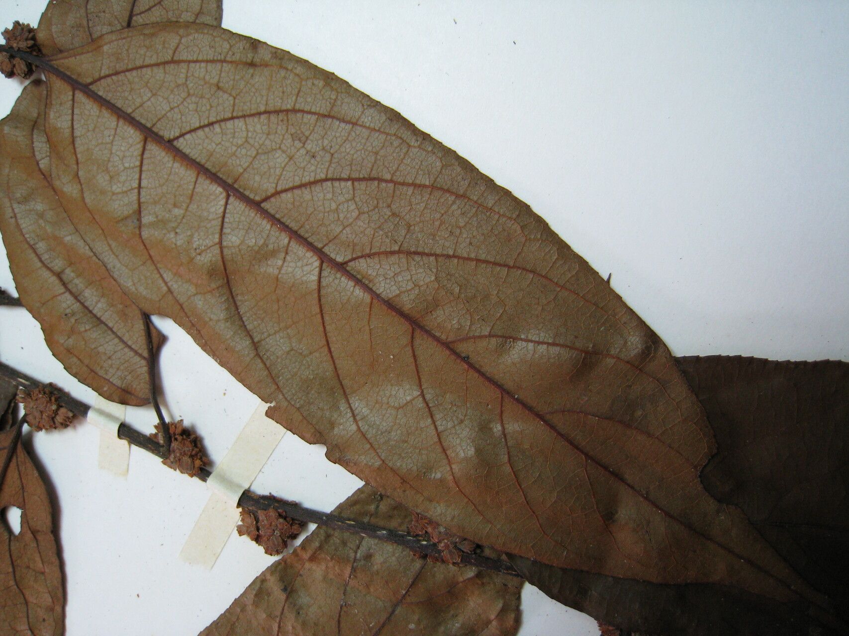 Casearia ulmifolia — houseplant care guide