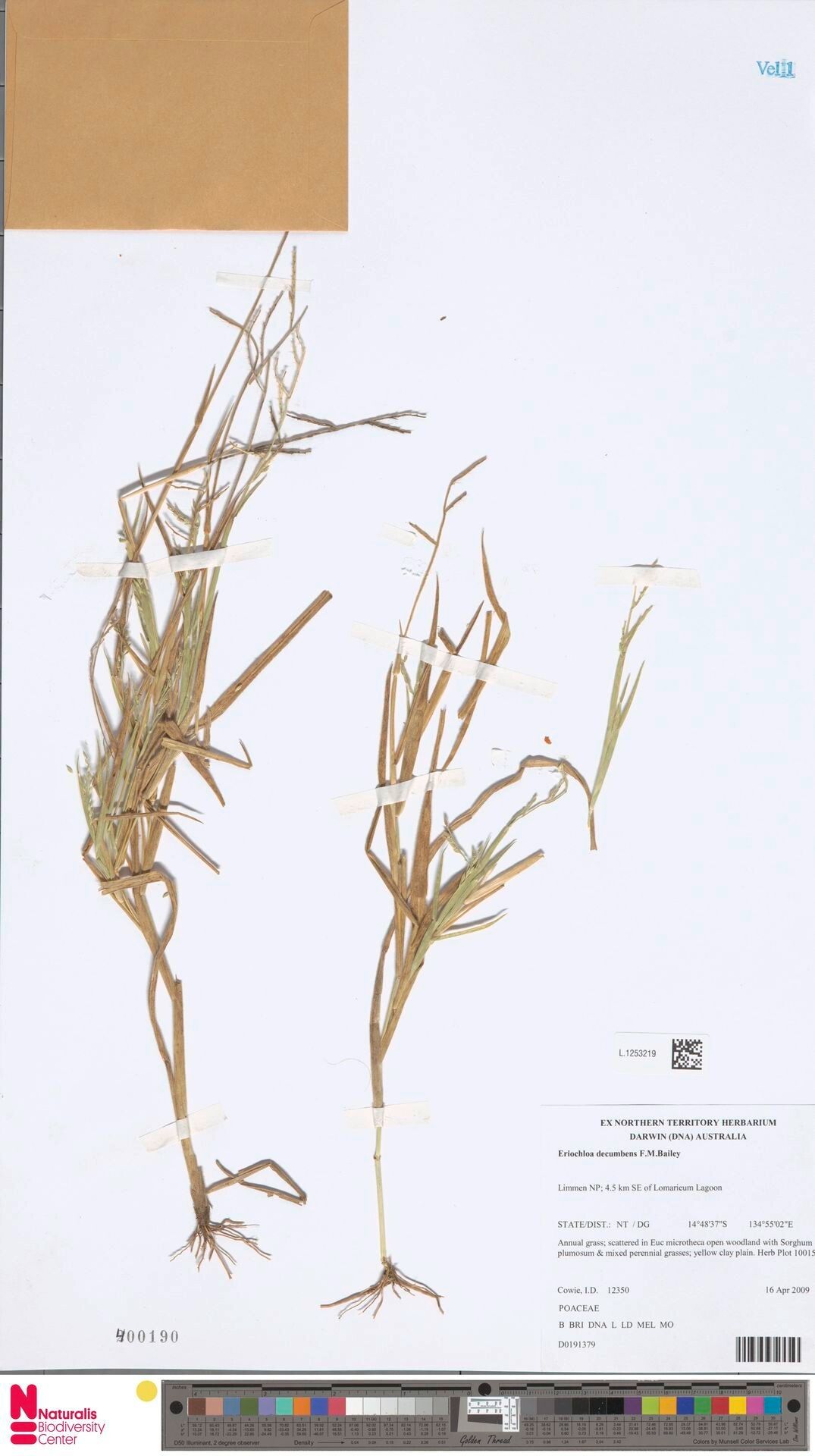 Eragrostis decumbens — search result for 'Eragrostis'