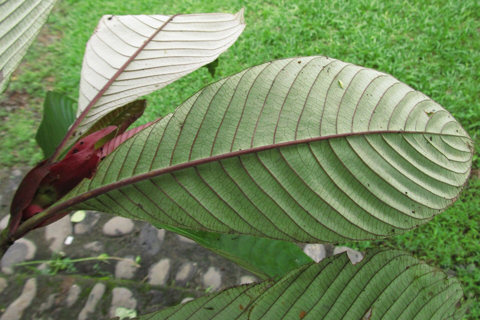 Sabicea gigantostipula — houseplant care guide