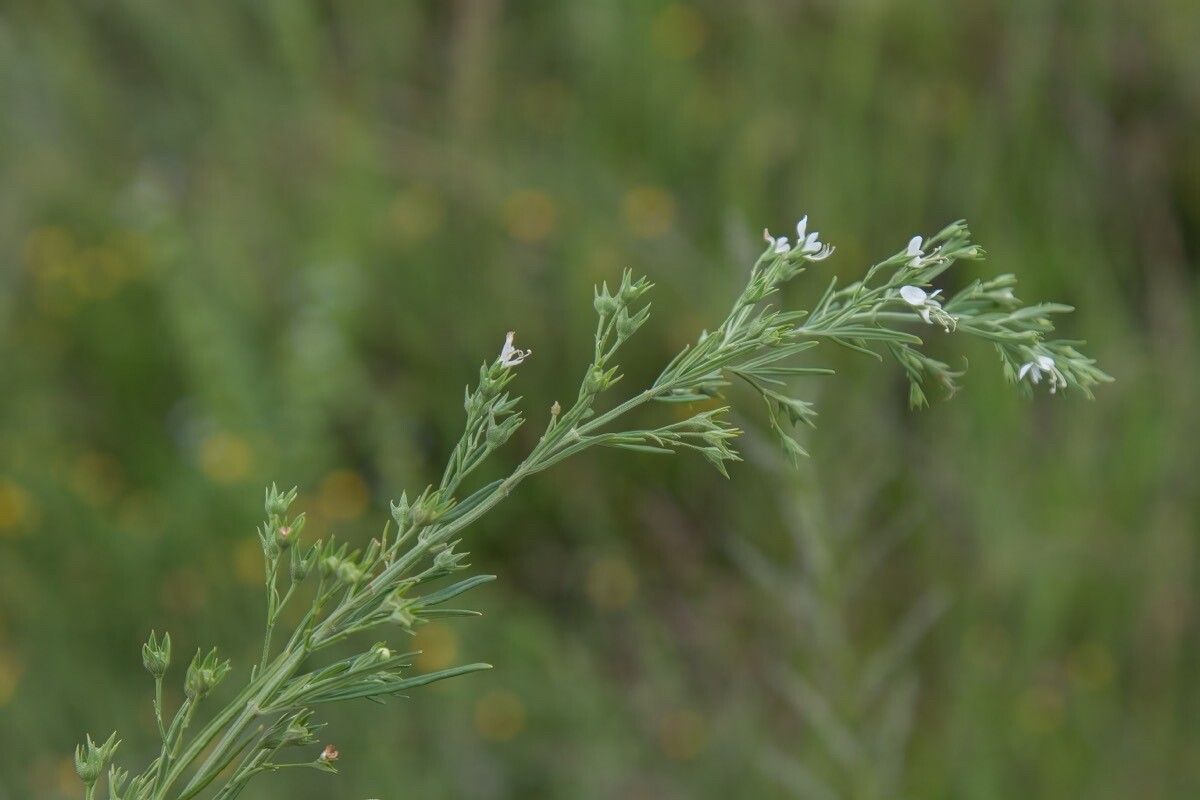 Teucrium trifidum flower