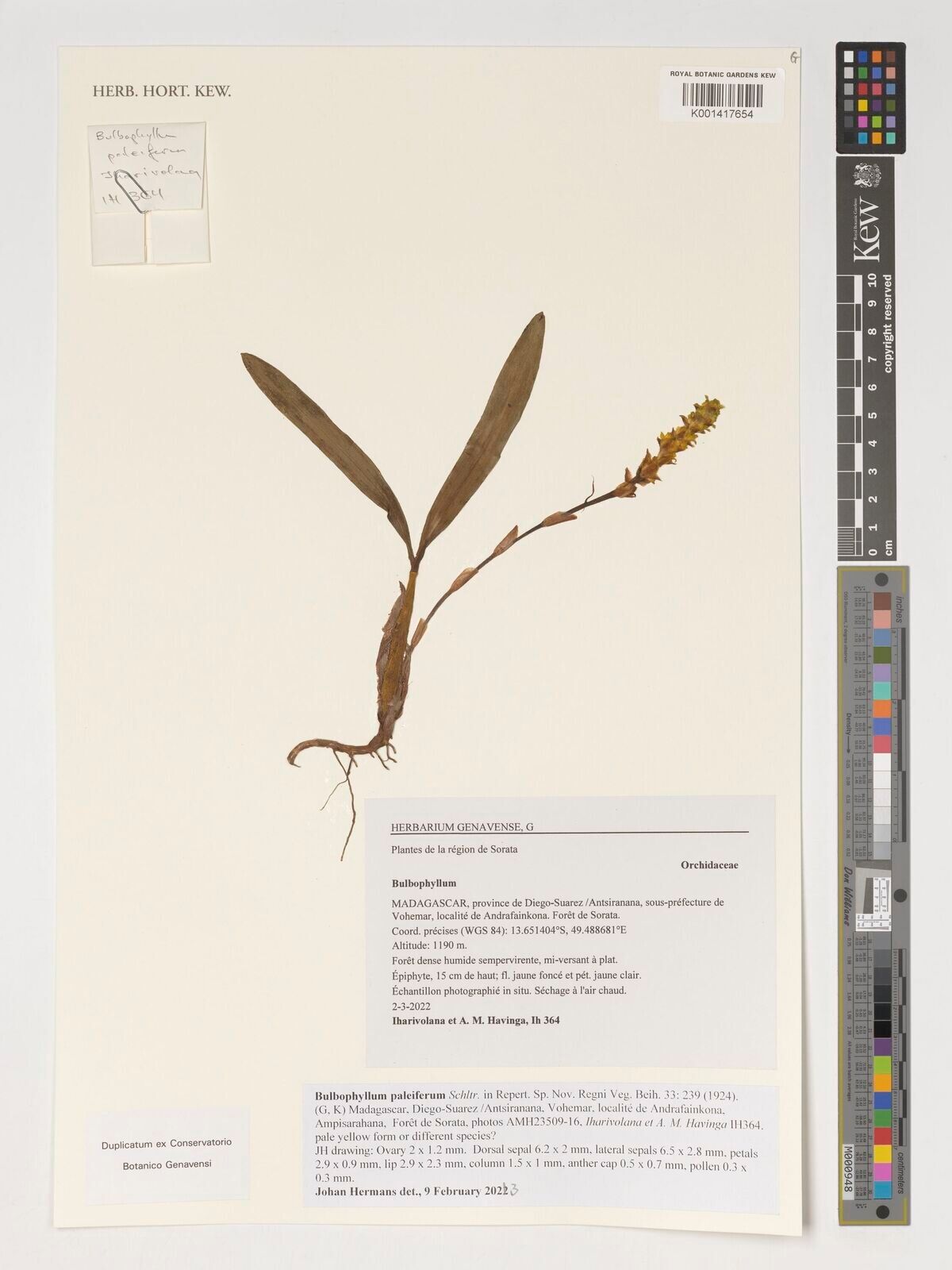 Bulbophyllum paleiferum — houseplant care guide