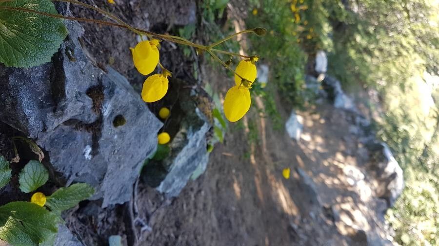Calceolaria germainii flower