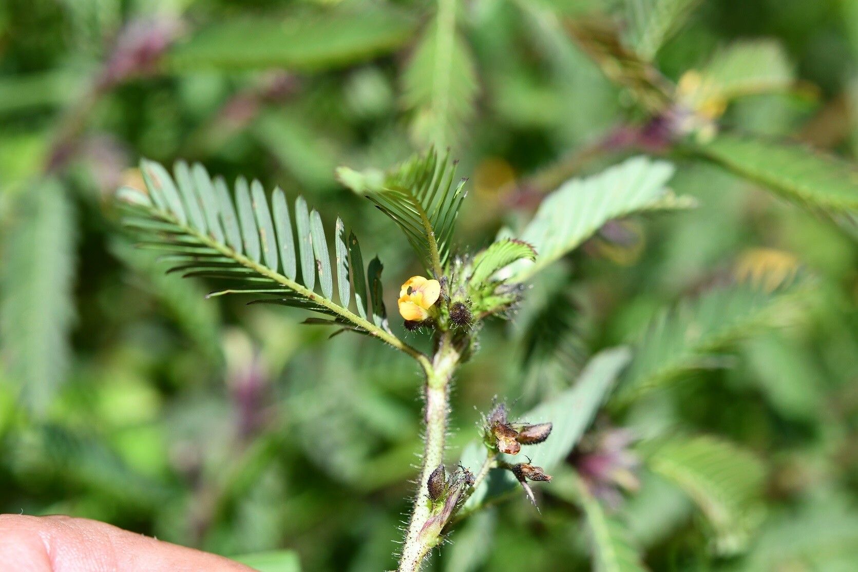Aeschynomene villosa flower