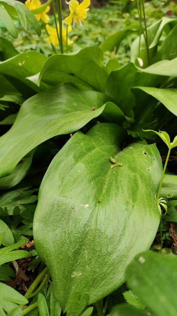 Erythronium tuolumnense — search result for 'Liliaceae'