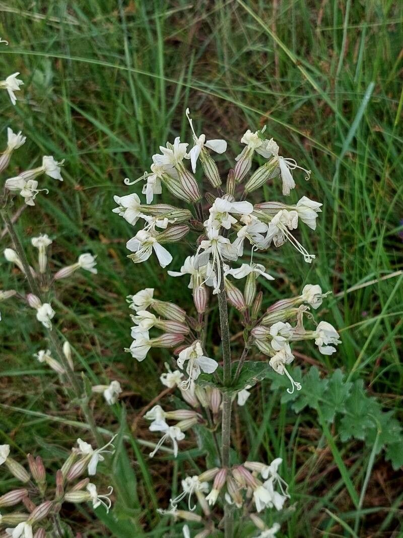 Silene viscosa flower