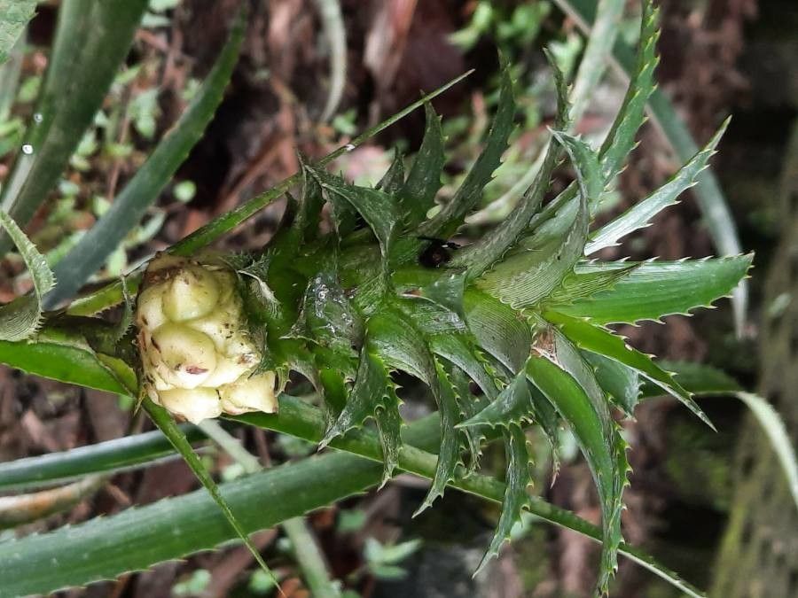 Ananas ananassoides flower