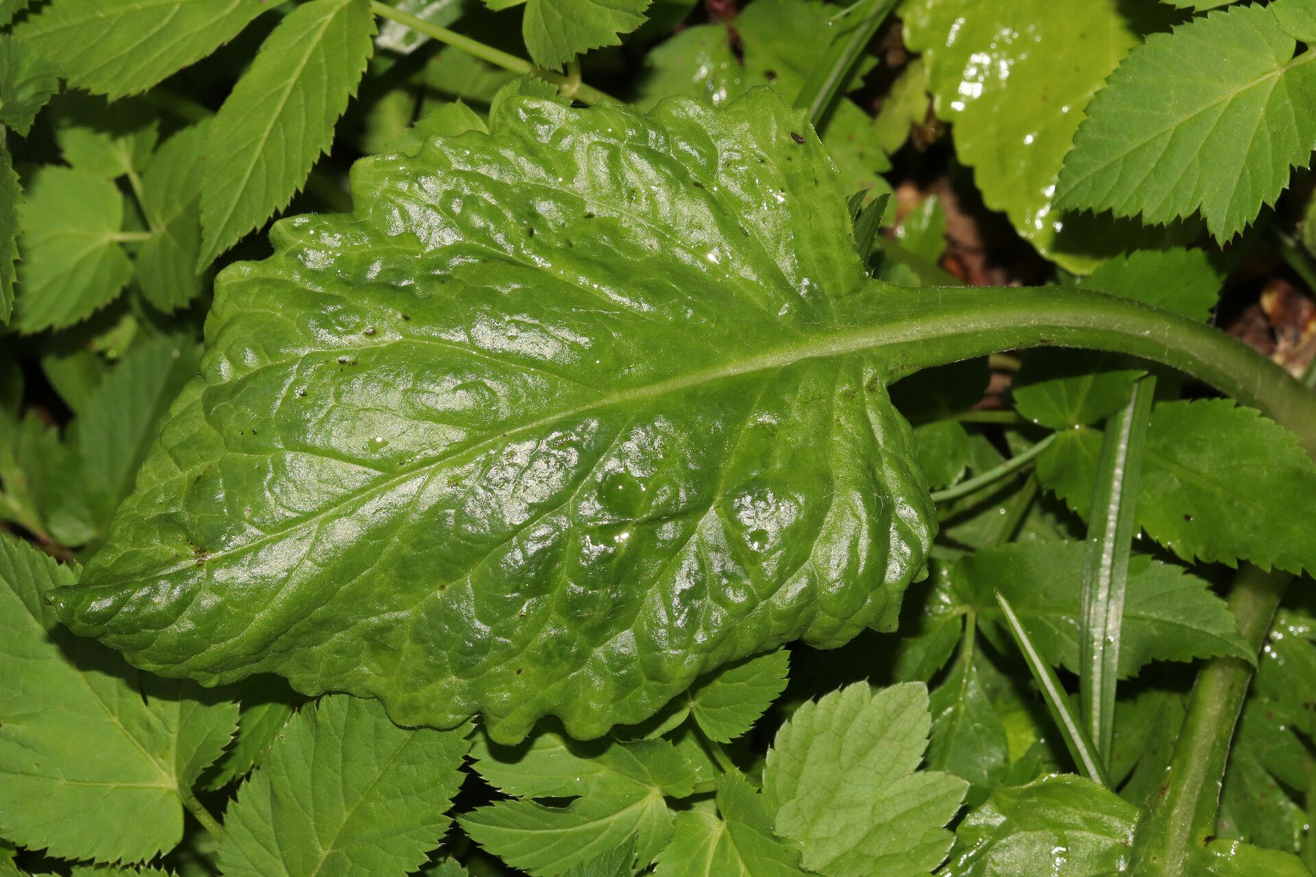 Tephroseris balbisiana — related species from the same genus