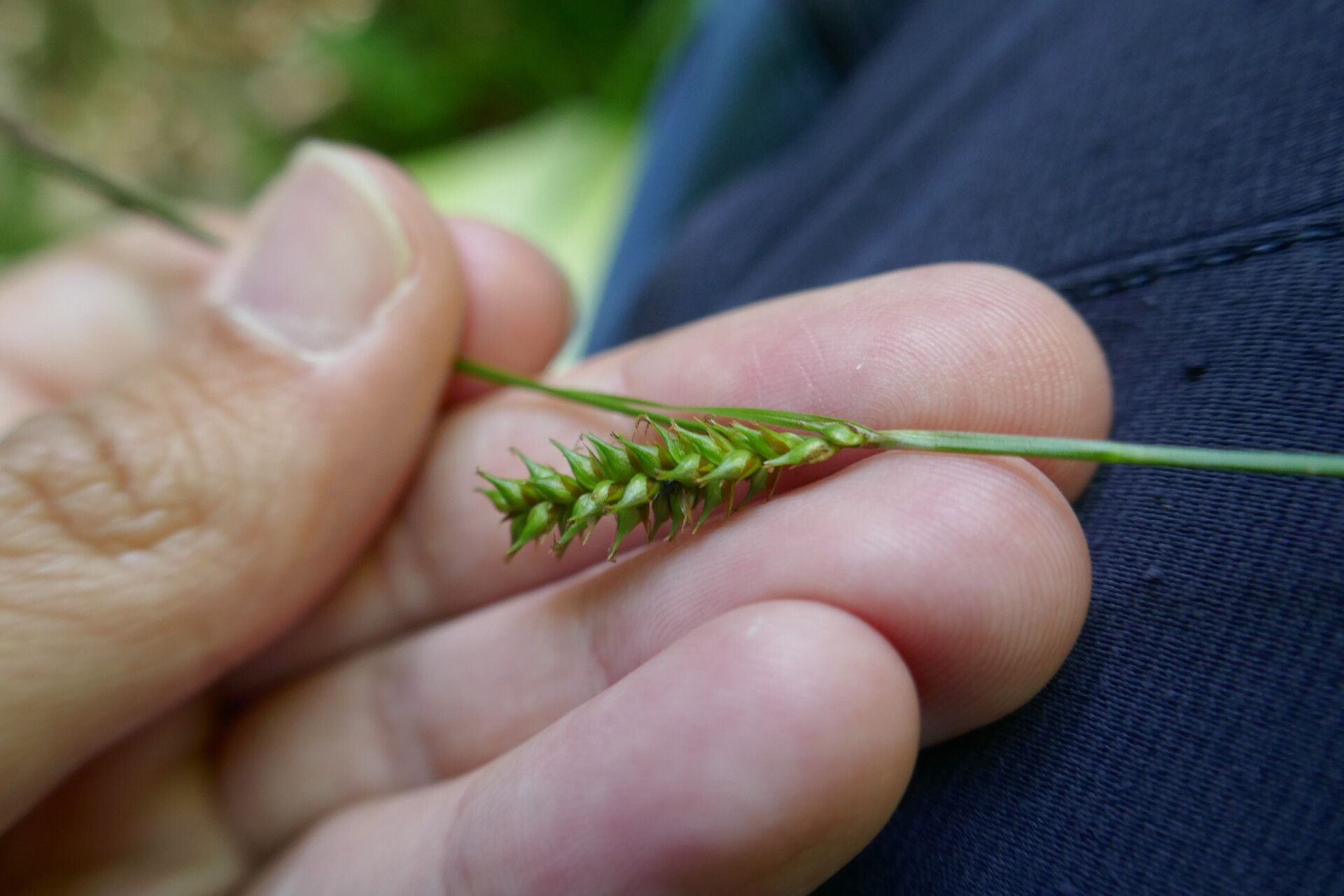 Carex laevigata flower