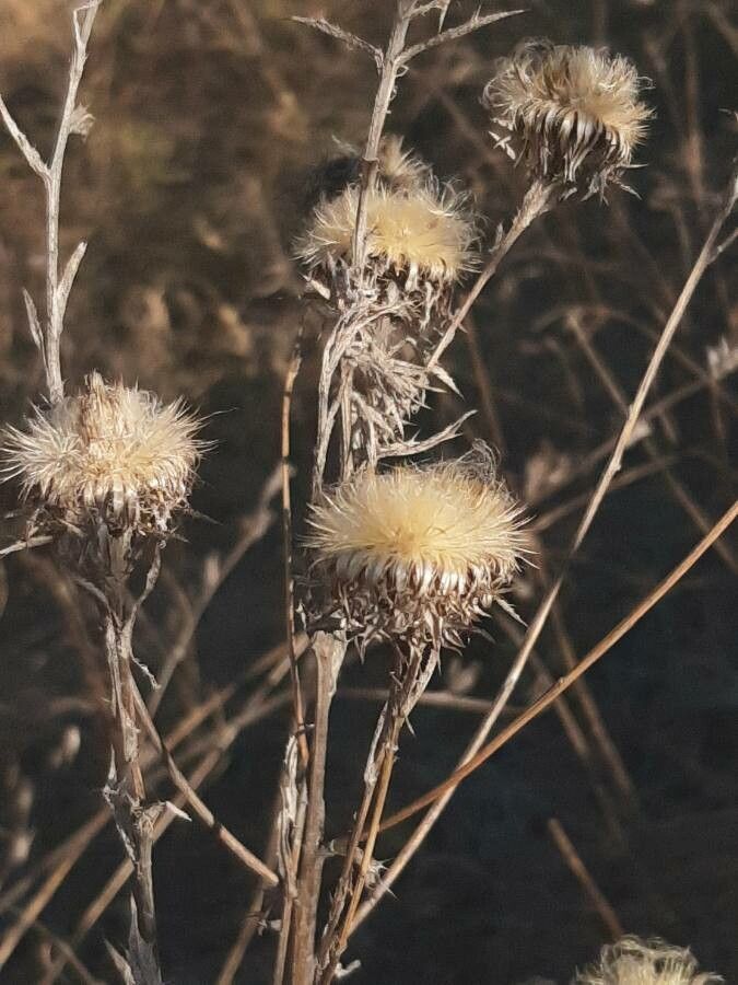 Carlina biebersteinii fruit