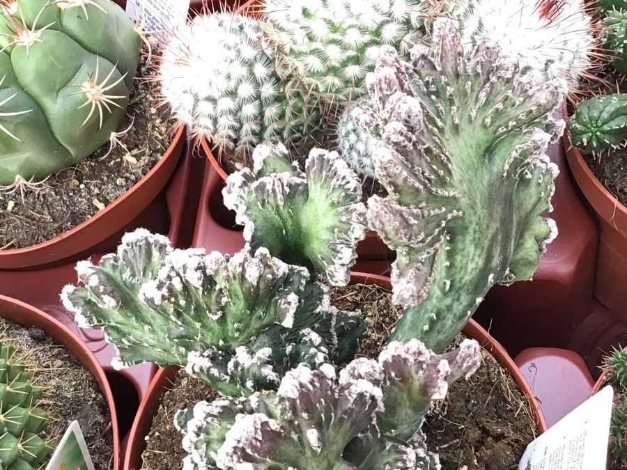 Cereus spegazzinii — search result for 'Cereus'